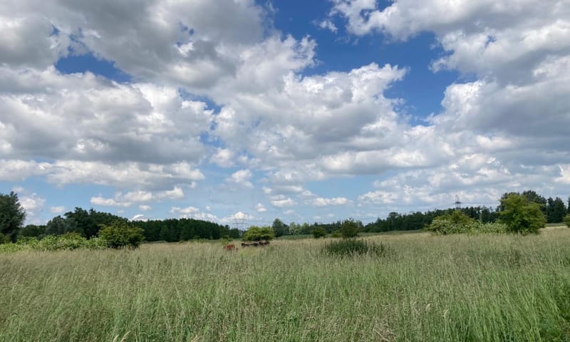 Taurossen in het Harderbos