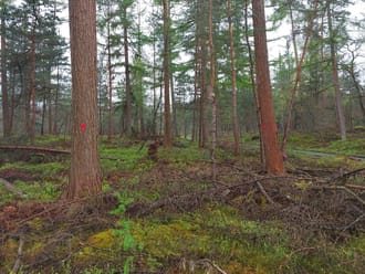 Boswerkzaamheden Wolfheze