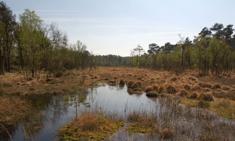 Hoogveen Brunssummerheide Hoogveen Brunssummerheide