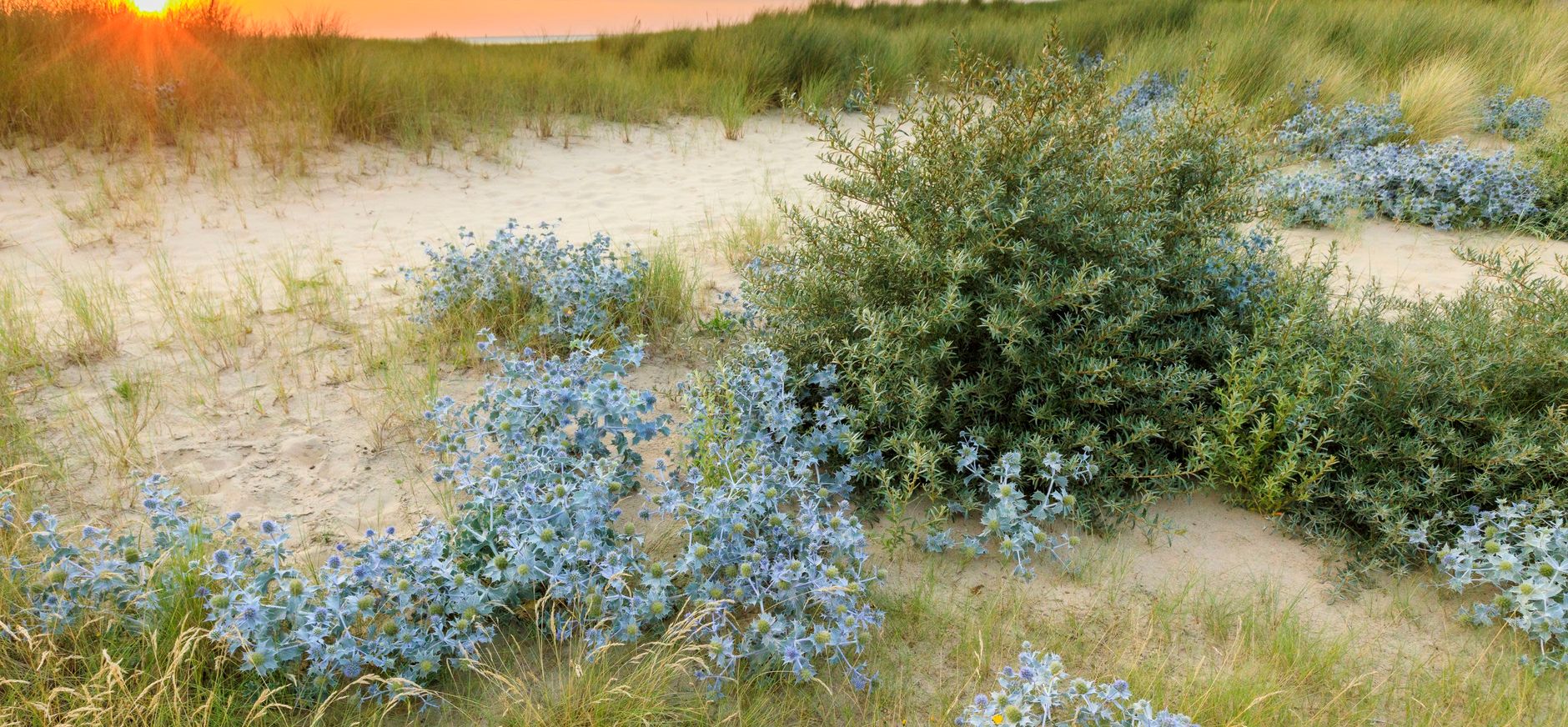 Blauwe zeedistel in de duinen Blauwe zeedistel in de duinen van Zuid-Kennemerland