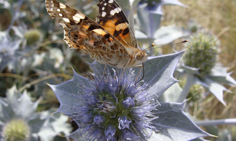 Distelvlinder Distelvlinder drinkt nectar