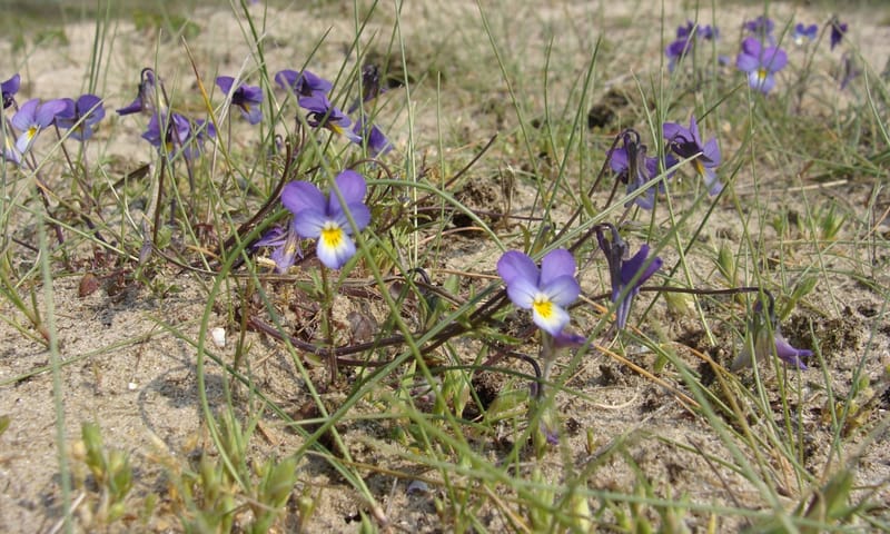 Duinviooltje Duinviooltje in de duinen