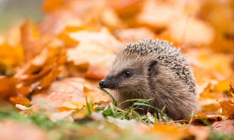 Egel scharrelt tussen herfstbladeren