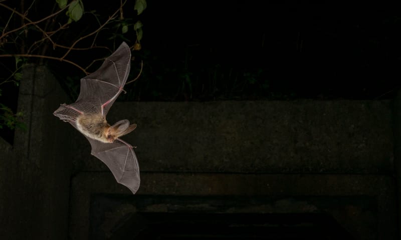 Grootoorvleermuis 
