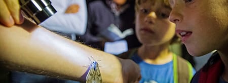 Foto van kinderen die geïnteresseerd een grote nachtvlinder bestuderen op de arm van een gids tijdens een nachtexcursie.