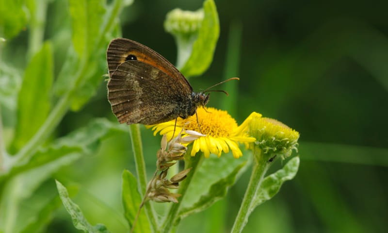 Hooibeestje Vlinder en gele bloem
