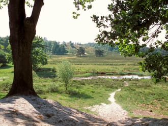 Doorkijkje Brunssummerheide