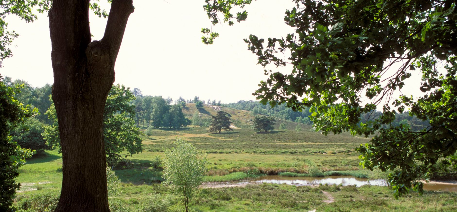 Doorkijkje Brunssummerheide Doorkijkje Brunssummerheide