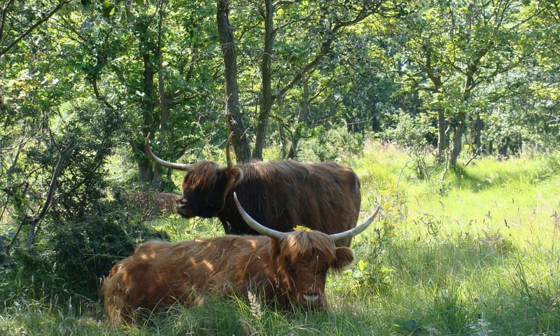 Schotse hooglanders Schotse hooglanders in de duinen