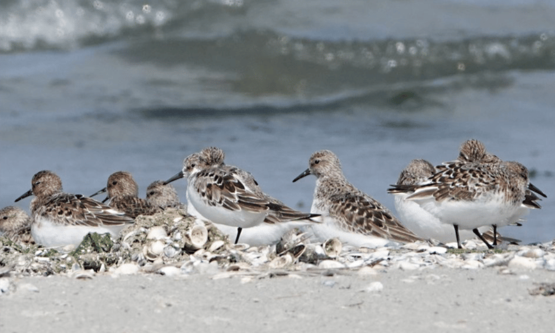 Groepje drieteenstrandlopers op Griend