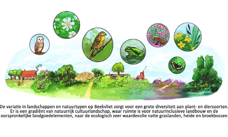 Beekvliet in een notendop