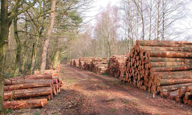 hout op grote rolstapels hout op grote rolstapels