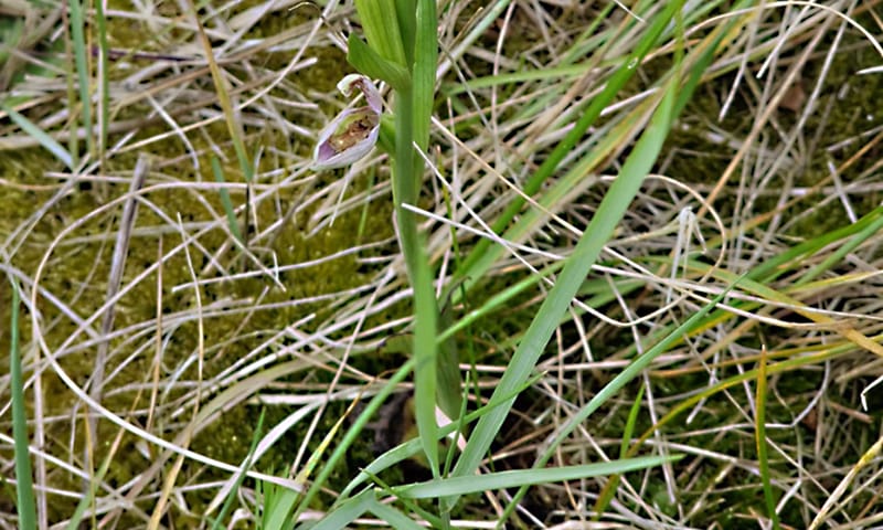 Bijenorchis op Griend
