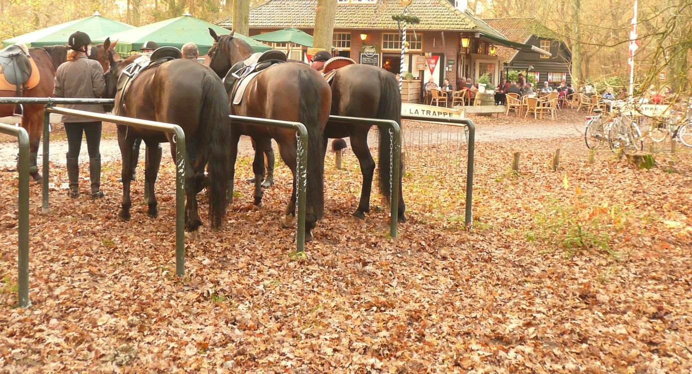 Paarden Boshuis Venkraai