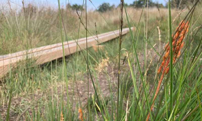 Houten plank met beenbreek