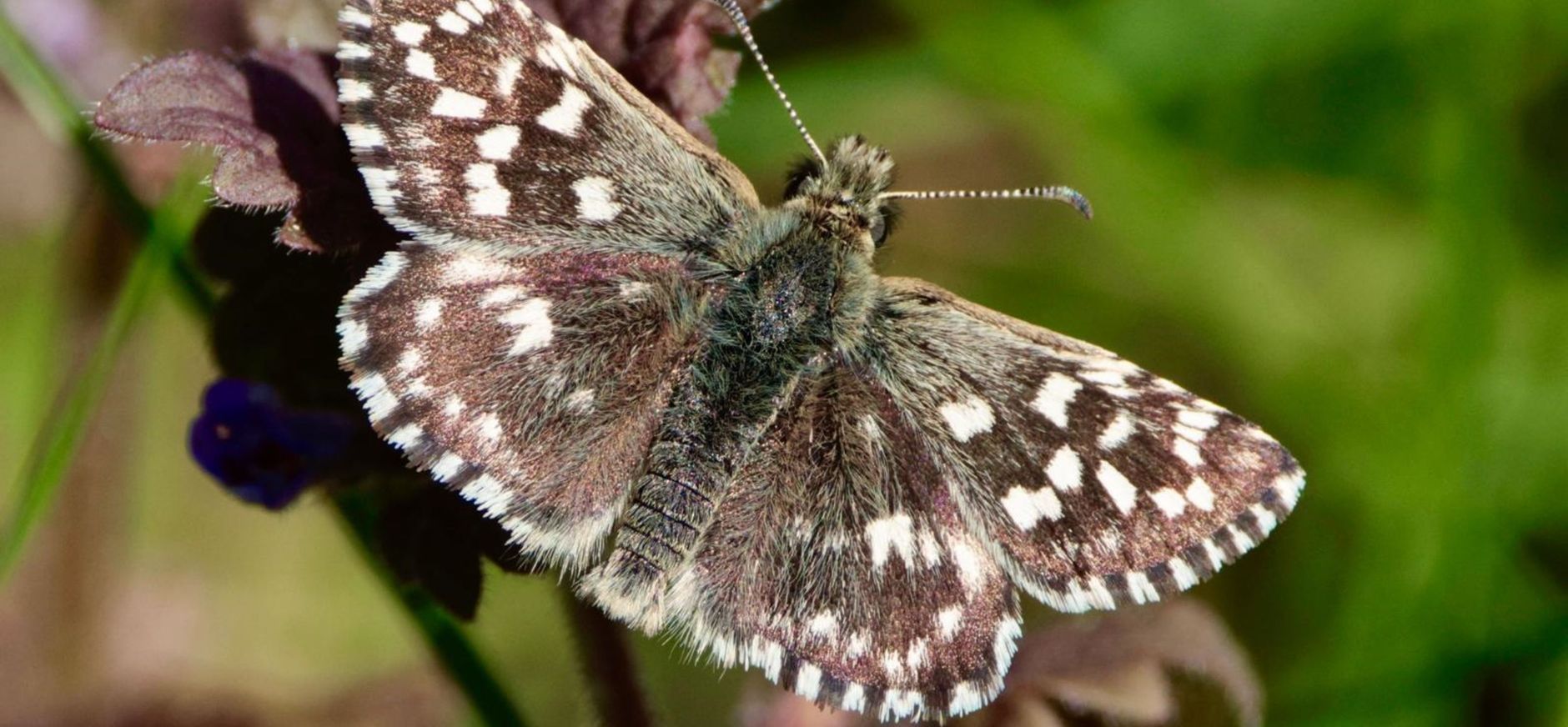 Aardbeivlinder Aardbeivlinder