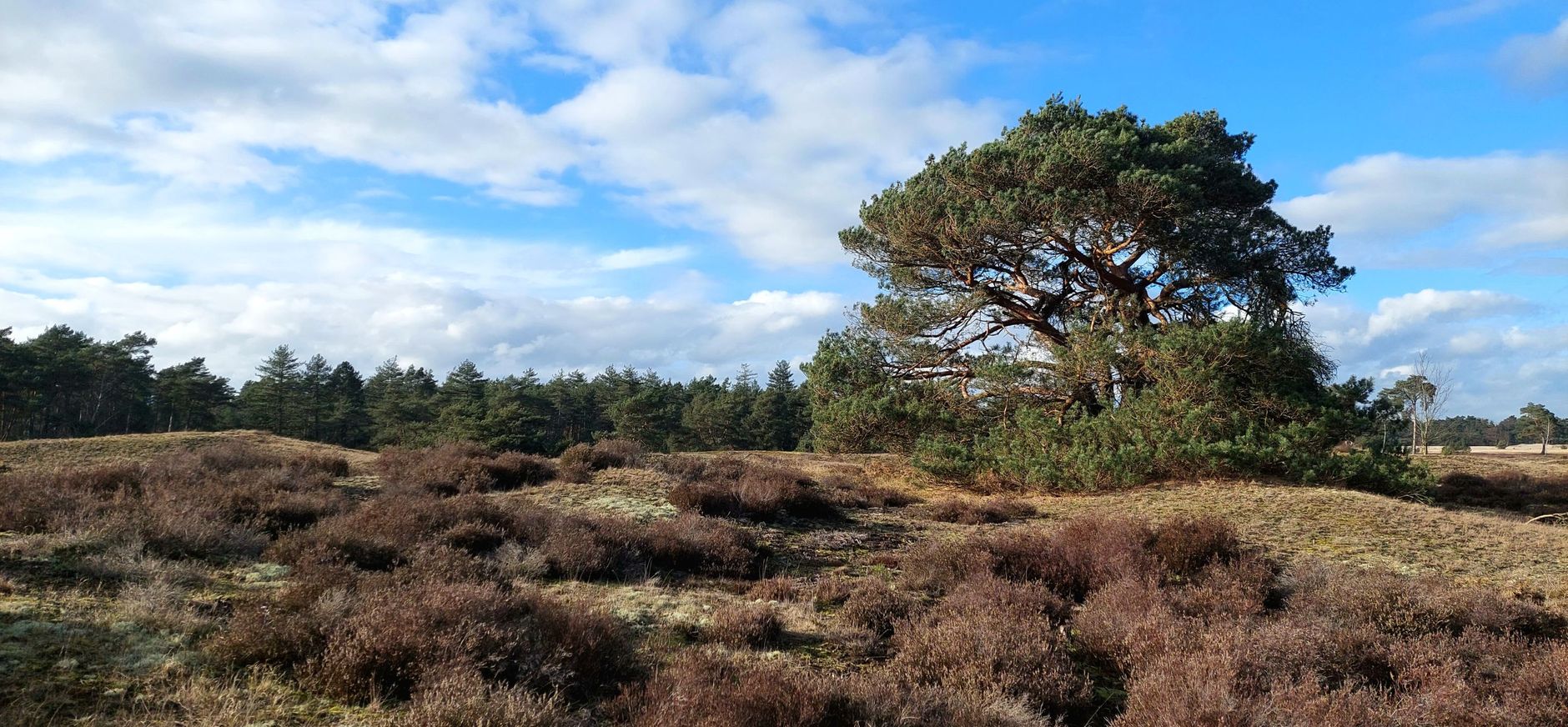 heide