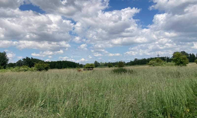 Taurossen in het Harderbos