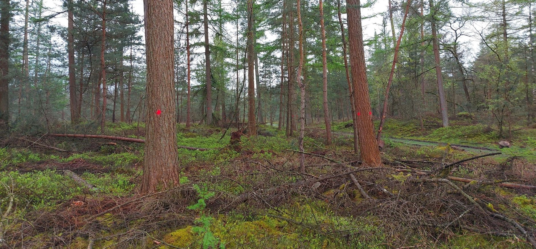 Boswerkzaamheden Wolfheze