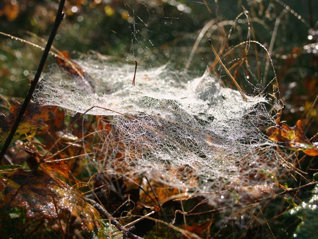 Speuren naar diersporen in de Loonse en Drunense Duinen