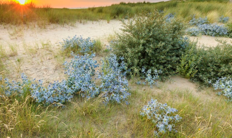 Blauwe zeedistel in de duinen van Zuid-Kennemerland
