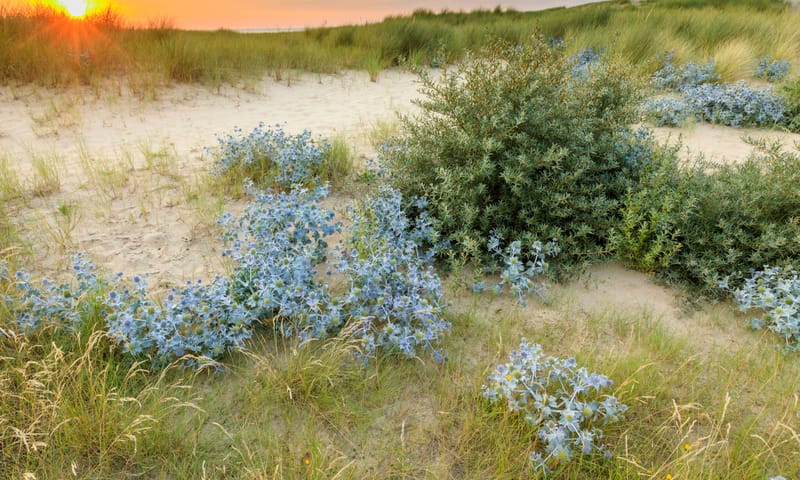 Blauwe zeedistel in de duinen van Zuid-Kennemerland