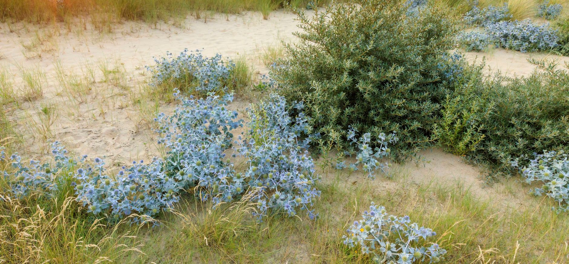 Blauwe zeedistel in de duinen van Zuid-Kennemerland
