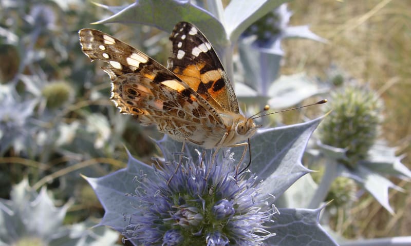 Distelvlinder drinkt nectar