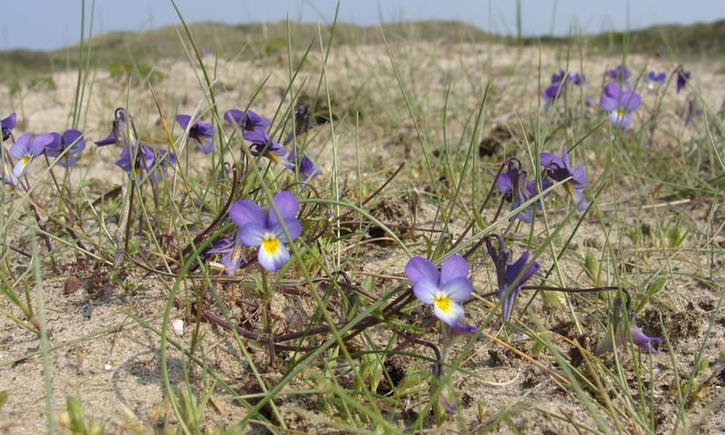 Duinviooltje in de duinen