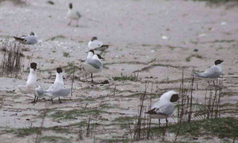 Baltsende Grote Sterns
