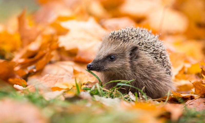 Egel scharrelt tussen herfstbladeren