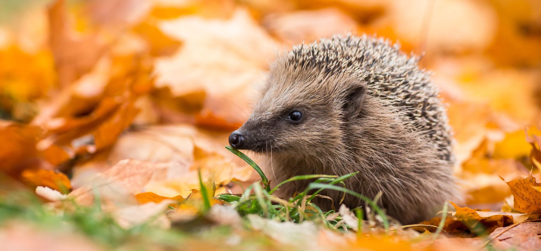 Egel scharrelt tussen herfstbladeren