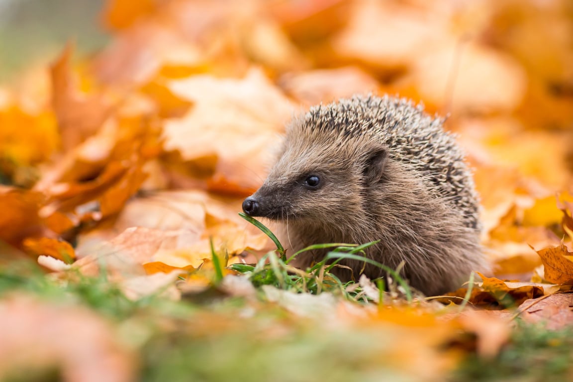 Hoe maak je je tuin winterklaar? 10 tips voor de herfst
