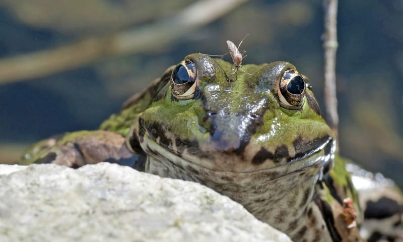 Kikker met steekmug Kikker met steekmug op zijn kop
