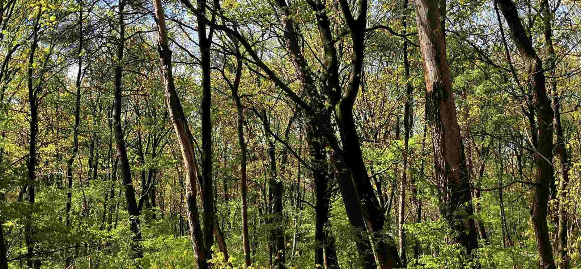 massale verjonging Amerikaanse eik