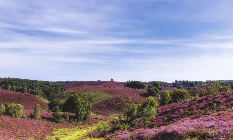 Heideheuvels op de Posbank