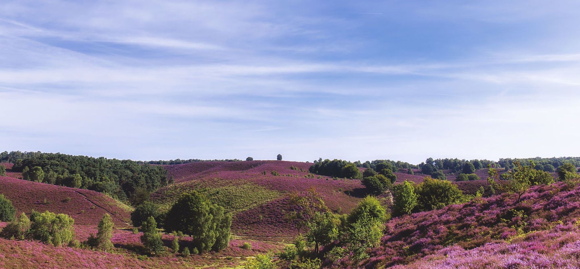 Heideheuvels op de Posbank