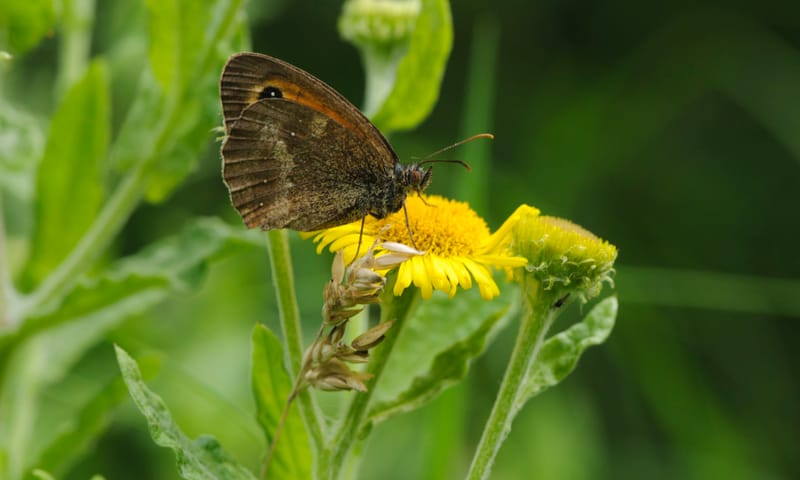 Hooibeestje Vlinder en gele bloem