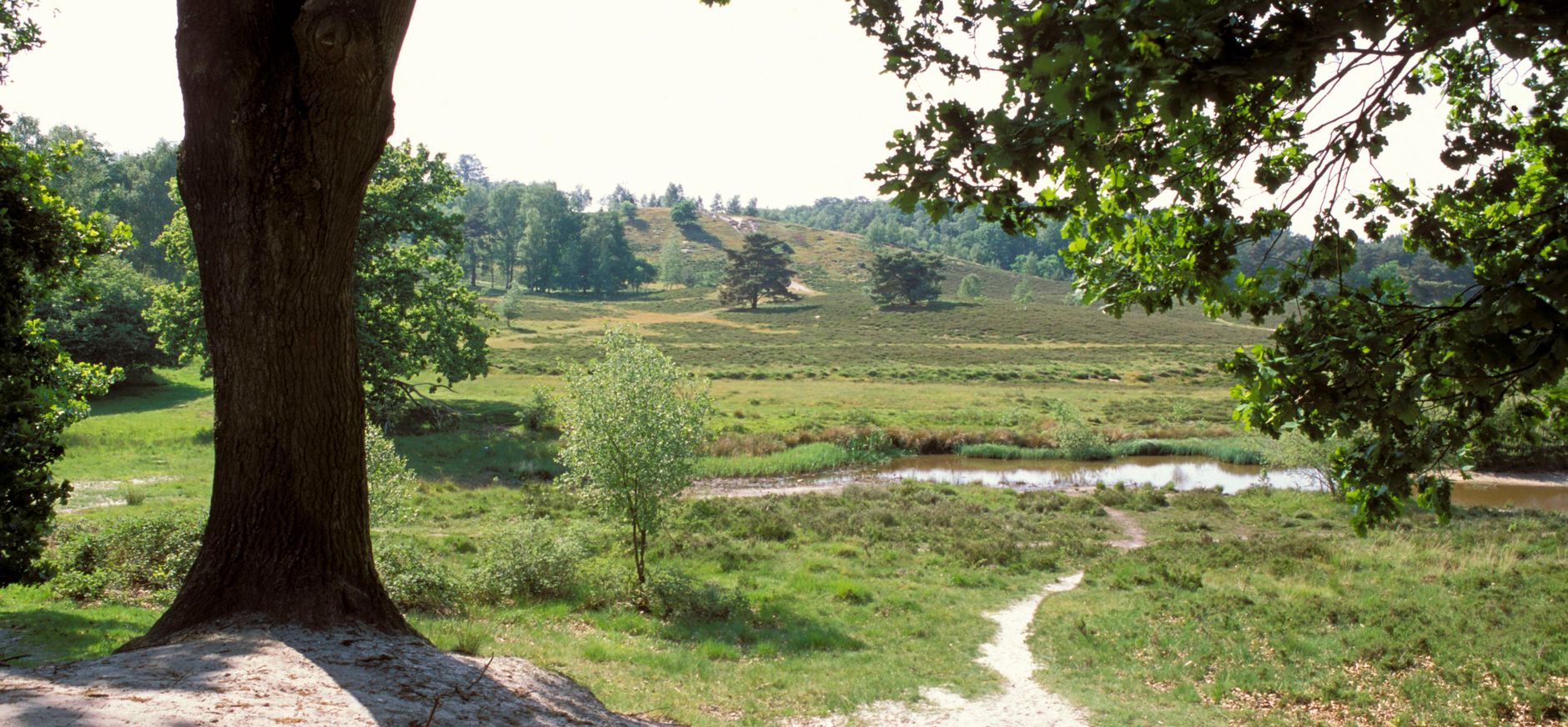 Doorkijkje Brunssummerheide Doorkijkje Brunssummerheide