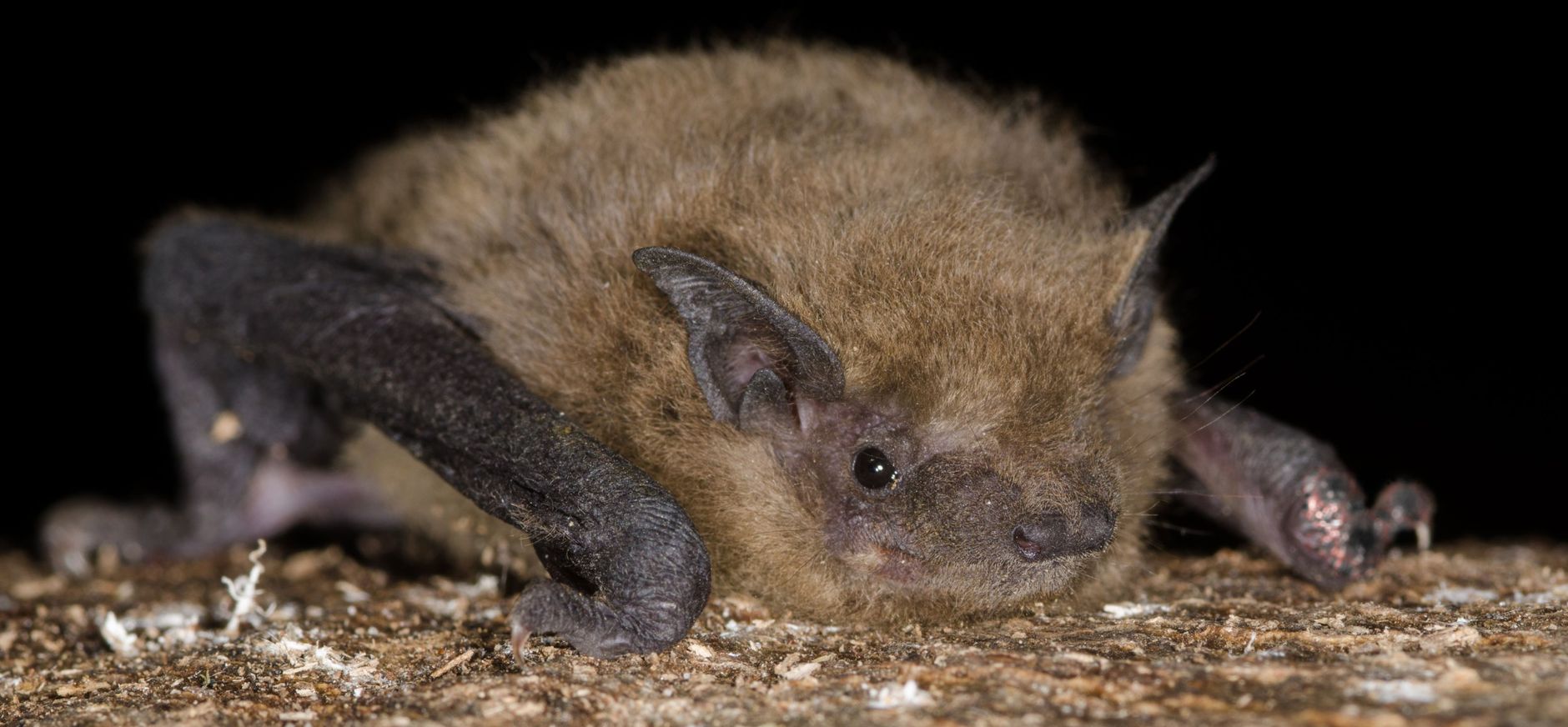 Ruige dwergvleermuis