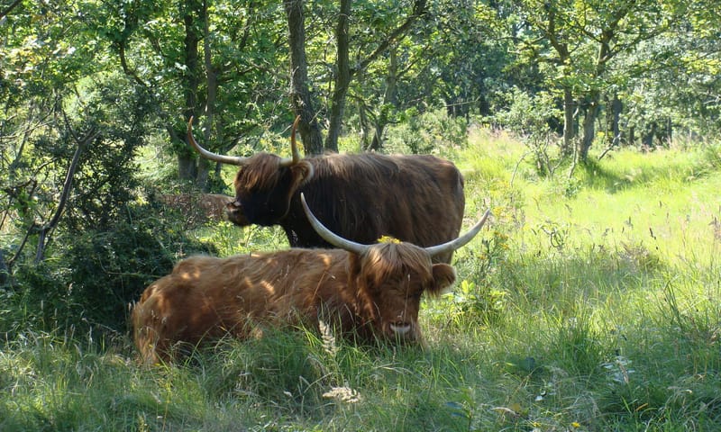 Schotse hooglanders in de duinen