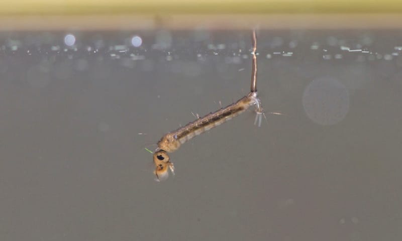 Steekmug larve Steekmug larve onder water met zuurstofbuis