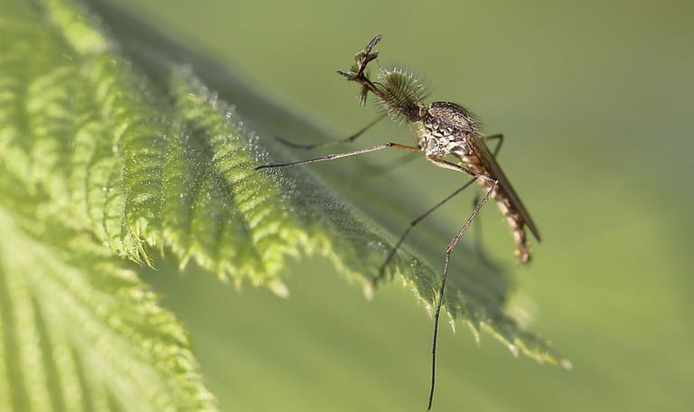 Steekmug op een brandnetel