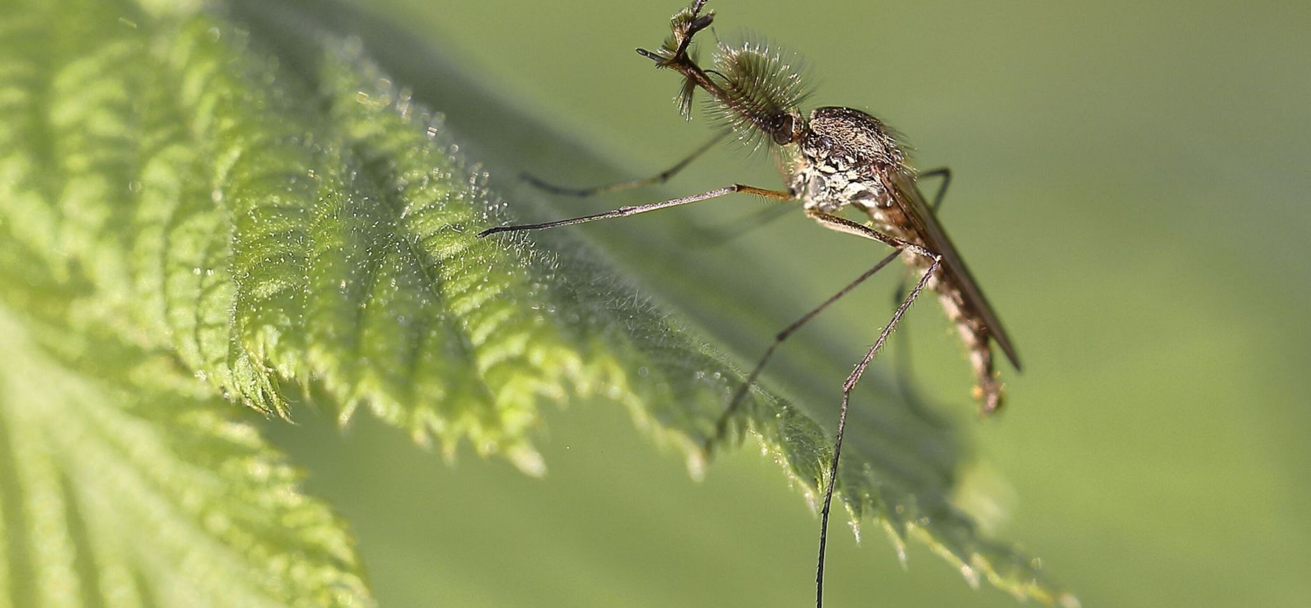 Steekmug Steekmug op een brandnetel