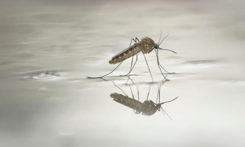 Steekmug Steekmug vrouwtje