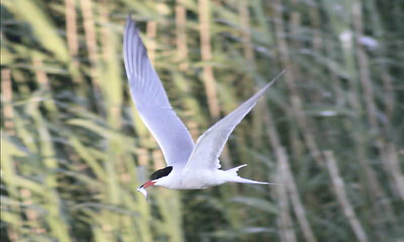 Een haring/sprot van ongeveer 5 cm