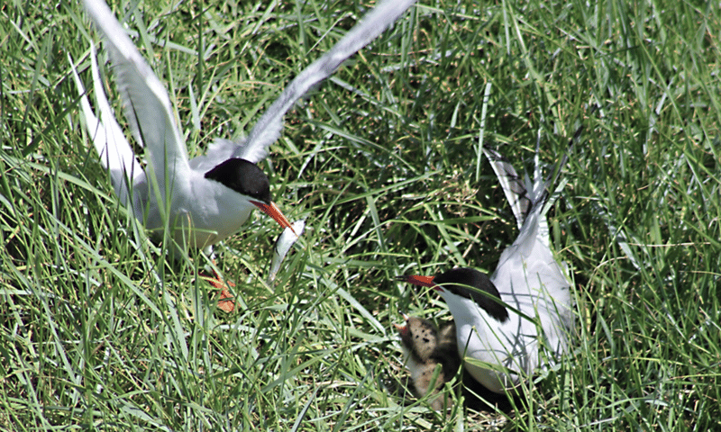Gaat deze haring/sprot wel passen?