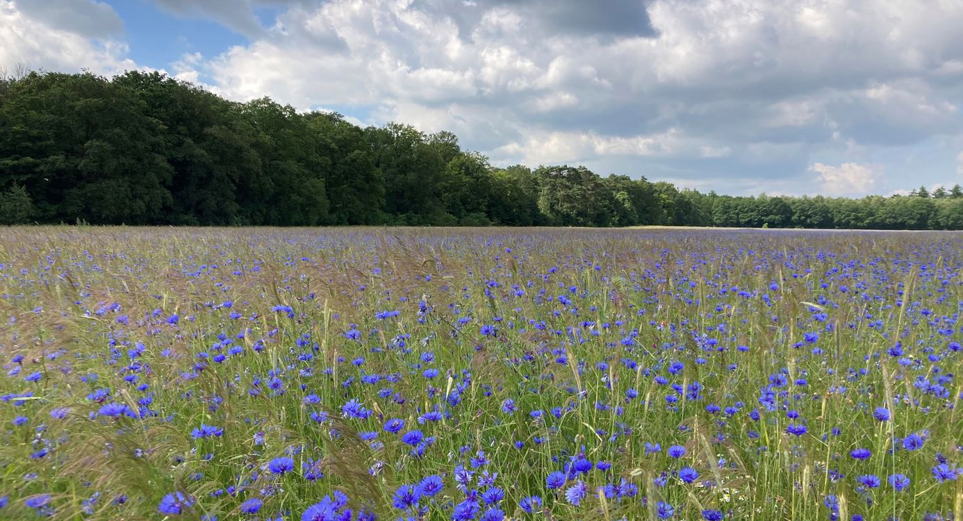 akkers Begherbos juni 2024