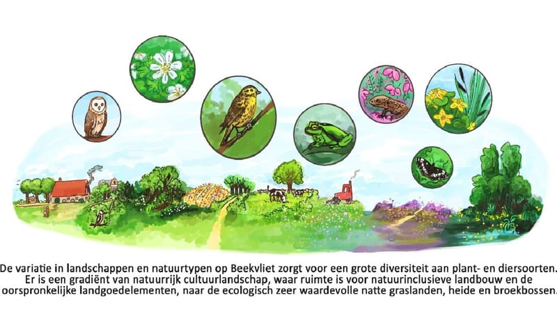 Beekvliet in een notendop
