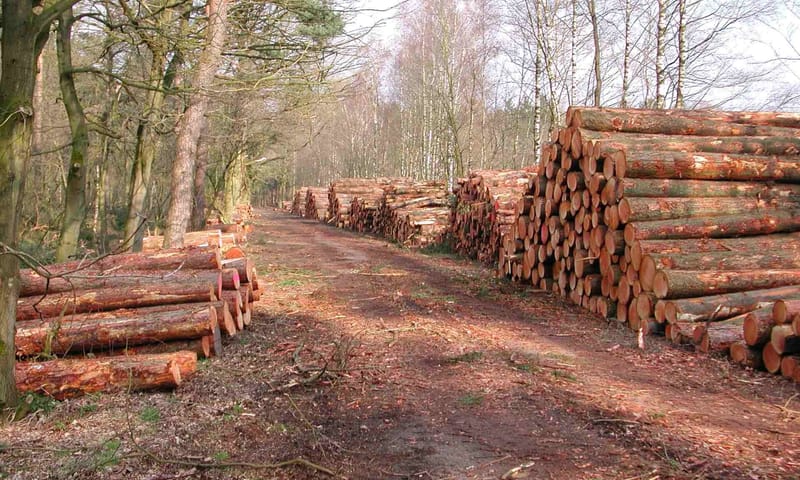hout op grote rolstapels